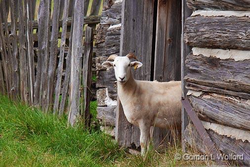 Goat In A Door_06328.jpg - Photographed at Lang Pioneer Village near Keene, Ontario, Canada.